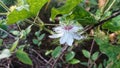 Plant flowers